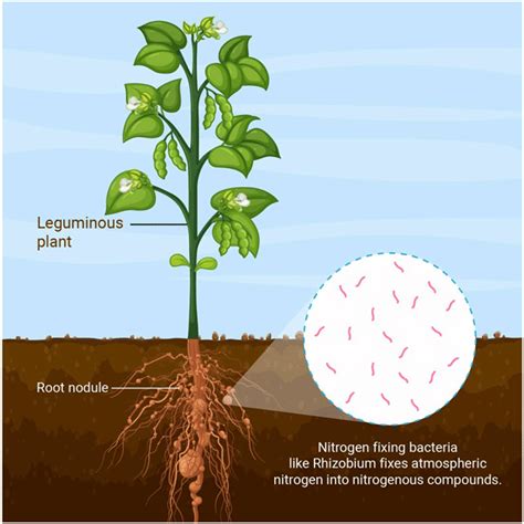 Nitrogen Fixation by Rhizobium | Live The Charmed Life