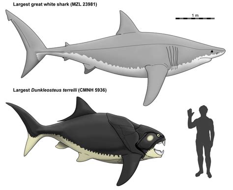 Dunkleosteus Vs Megalodon Size Comparison