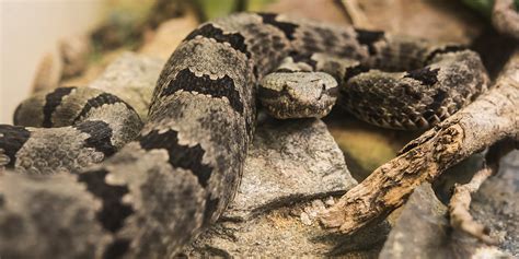 Banded rock rattlesnake | Smithsonian's National Zoo and Conservation ...