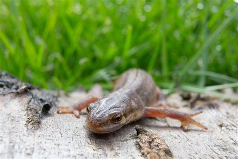 Darley Dale Wildlife: Common Newt emerging from hibernation