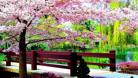 Beautiful Pink Blossom Flowers With Path Between Wood Fence And River In Park HD Spring ...