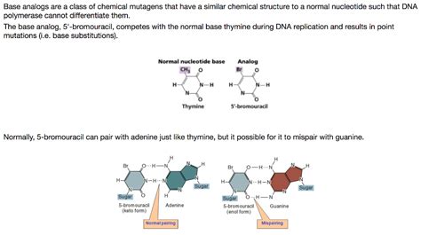 Solved Base analogs are a class of chemical mutagens that | Chegg.com