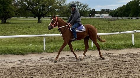 Essential Horse Breeding: Comprehensive Guide For Beginners