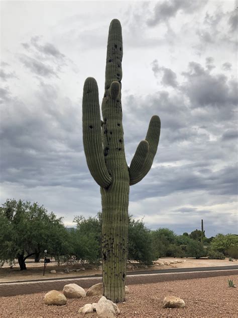 Columnar Cacti for the Southwest - Fine Gardening