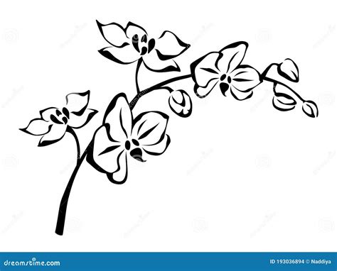 Orchid Flowers Branch. Vector Black and White Illustration. Stock Vector - Illustration of ...