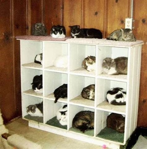 Brilliant Ways To Organize Your Cats | Cat memes, Crazy cats, Funniest ...