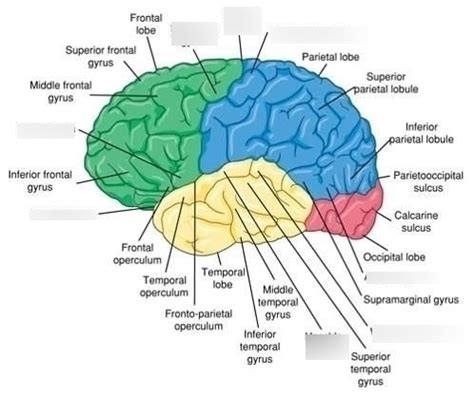 Angular Gyrus