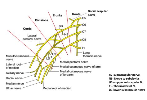 Brachial Plexus – Anatomy QA