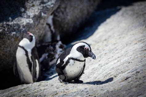 African Penguin Colony in South Africa Stock Photo - Image of group ...