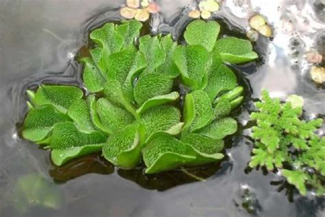 Salvinia Auriculata Care Guide – Planting, Growing, and Propagation ...