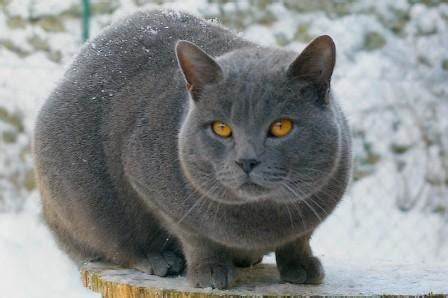 Chartreux Cat Origin and History