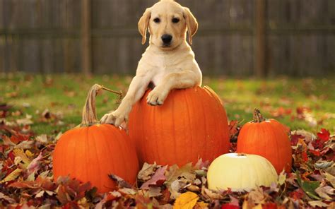 Halloween Dogs Wallpapers - Wallpaper Cave