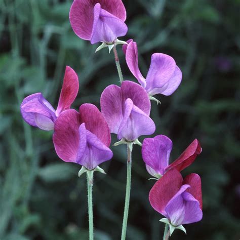 Growing Sweet Peas in the South - Fine Gardening