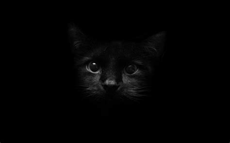 Wallpapers Black Cat - Wallpaper Cave