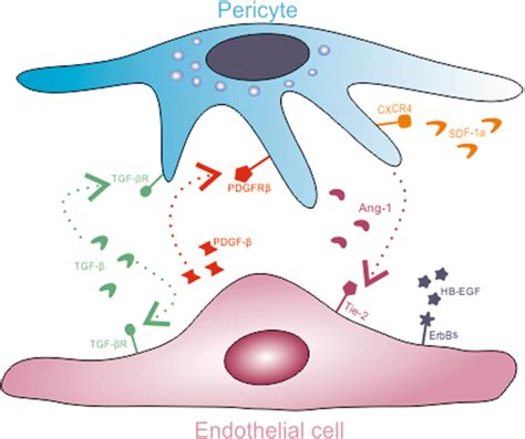 Molecular mechanisms underlying therapeutic potential of pericytes ...