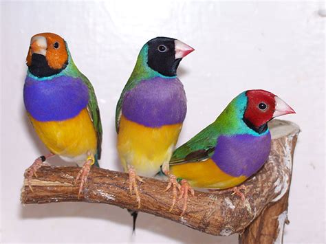 Finches: Colorful and Active