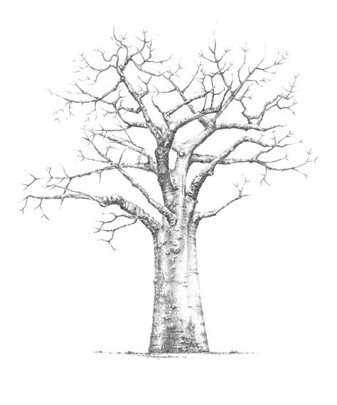 Baobab Tree Drawing at GetDrawings | Free download