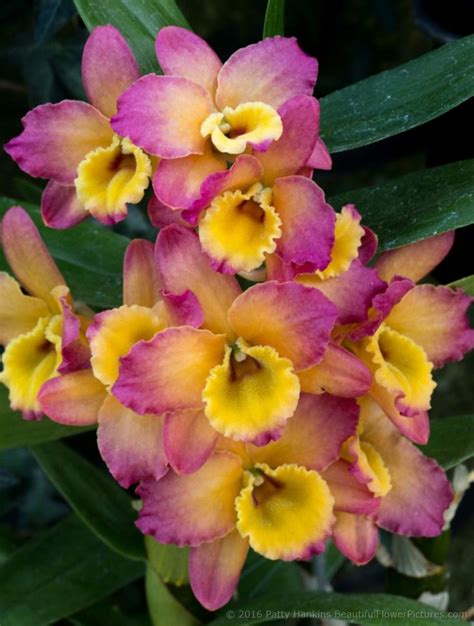 dendrobium orchid – Flowers reviews