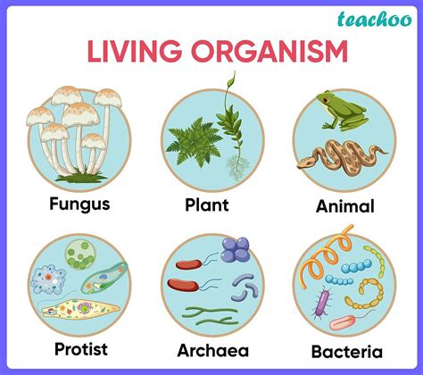 Structure Of Living Organisms