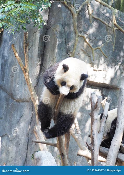 Giant panda sleeping stock image. Image of chengdu, playing - 142461537