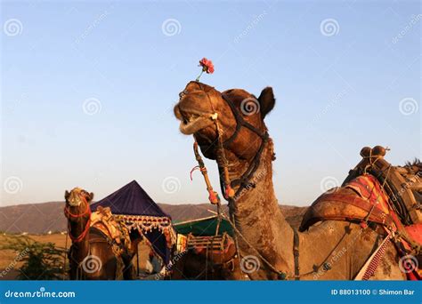 Camel riding in the desert editorial image. Image of east - 88013100