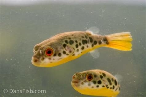 Congo Spotted Puffer (Tetraodon schoutedeni) - Dan's Fish