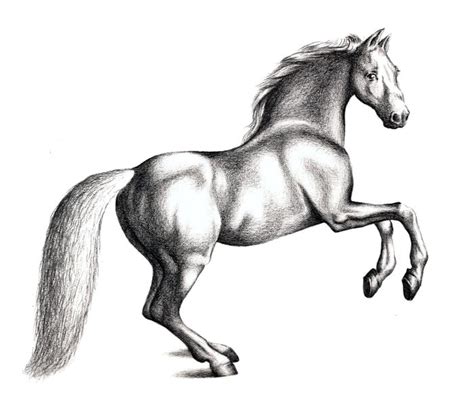 Details more than 146 7 horse drawing super hot - seven.edu.vn