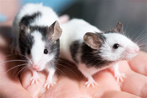 150+ Cute And Unique Boy & Girl Pet Rat Names In 2022 - We're All About ...