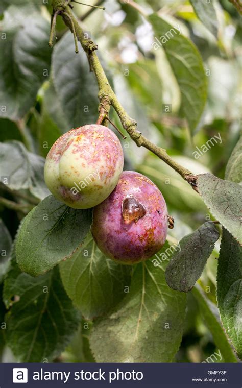 Plum Tree Disease High Resolution Stock Photography and Images - Alamy