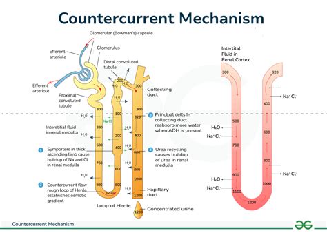 Countercurrent Mechanism - Urine Formation and Steps - GeeksforGeeks