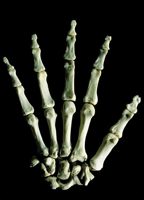 Bones Of The Hand