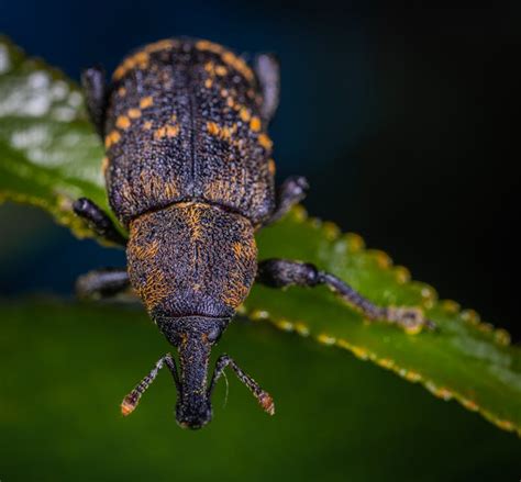 Brown 8 Legged Insect on Black Surface · Free Stock Photo