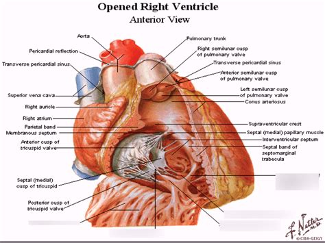 Conus arteriosus - Tıpacı