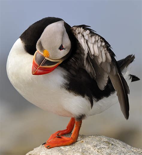 An Atlantic Puffin Taking a Break | Audubon