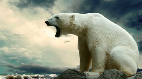 Polar Bears Wallpapers (61+ images)