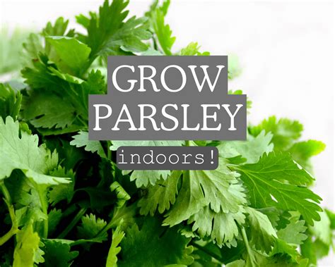 How to Grow Parsley Indoors | Gardenologist