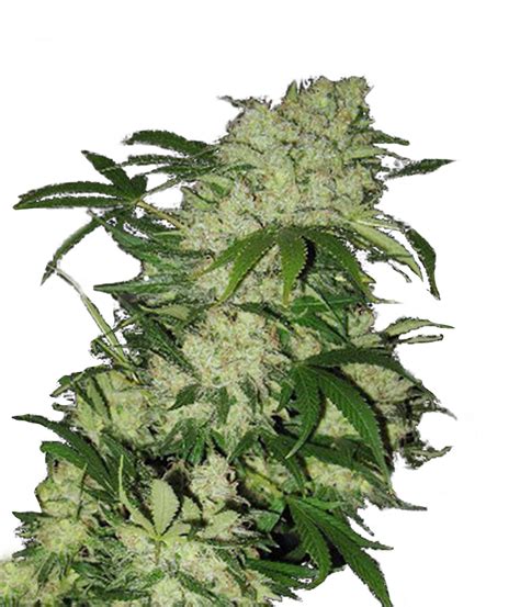 Canadian Seed Lab | Grizzly Seeds | Green Parrot