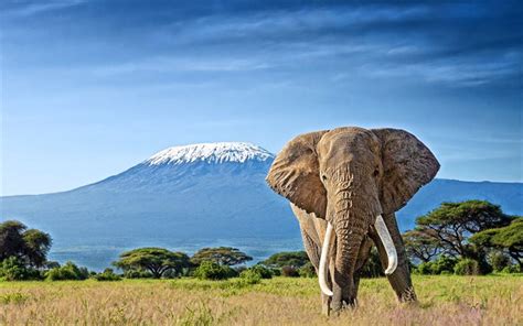 Download wallpapers Kilimanjaro, elephants, Roof of Africa, savannah ...