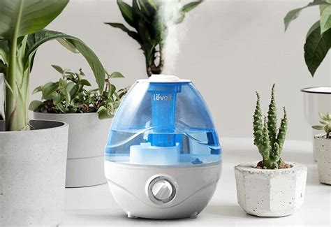 The 7 best humidifiers for plants