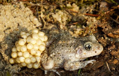 L’alyte accoucheur, un crapaud qui porte ses œufs sur son dos