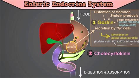 Control of the GI Tract: The roles of Gastrin, CCK, Secretin, Motilin ...