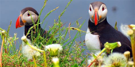 The Almost Money Shot of Icelandic Puffins. - Mapping Megan