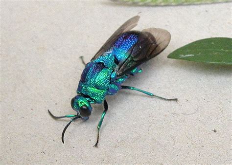 Large Cuckoo Wasp - Stilbum cyanurum