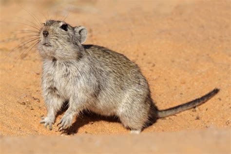 517 Desert Rat Photos - Free & Royalty-Free Stock Photos from Dreamstime