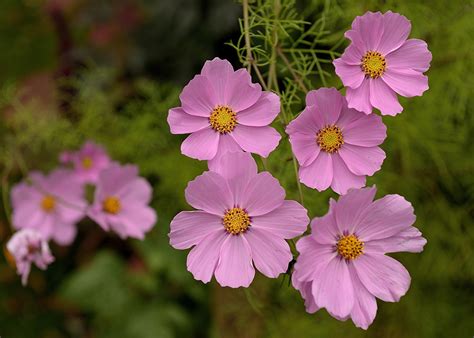 Photos Pink color flower Cosmos plant Closeup