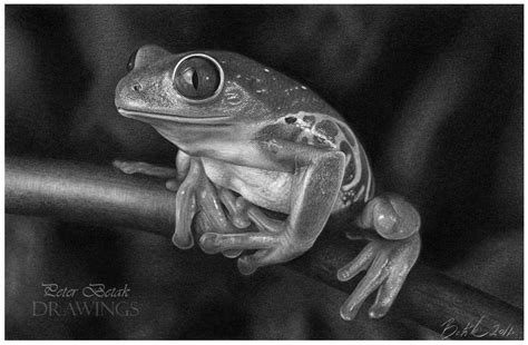 Realistic Frog Drawing