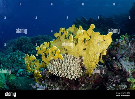 Yellow blade firel coral (Millepora platyphylla), Dive Site House Reef, Mangrove Bay, El Quesir ...