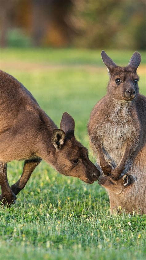 Western, grey kangaroos - Spotlight Photos