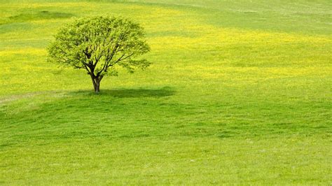 tree, meadow, grass - http://www.wallpapers4u.org/tree-meadow-grass/ Wallpaper Original, Tree ...