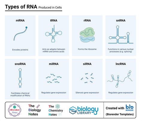 Types of RNA | Biology lessons, Teaching biology, Biochemistry notes